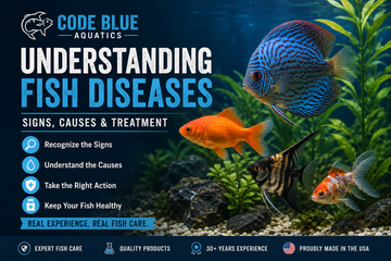 Understanding Fish Diseases: Signs, Causes & Treatment